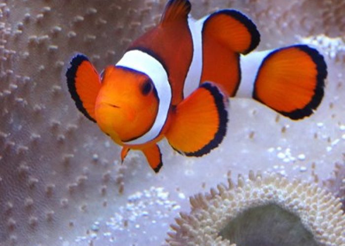 10581_clownfish-swimming-by-an-anemone